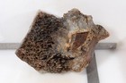 Graveyard Point Plume Agate lapidary 8 lb 7 oz Angelwing rough — photo 7