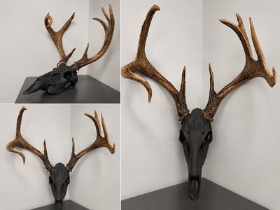 Deer skull European mounting kit for antlers/sheds - Midnight Edition