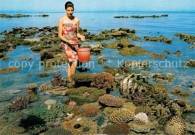 Great Barrier Reef Australia Coral Garden