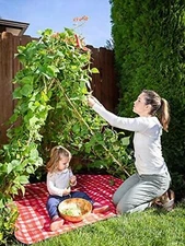 Living Growing Trellis Tent + 25 Long Green Improved Cucumber - Seed Play Love