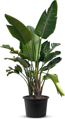 Tropictrees - Strelitzia Augusta - Hhe 200-220 cm - Zimmerpflanze -  Immergrn | eBay.de
