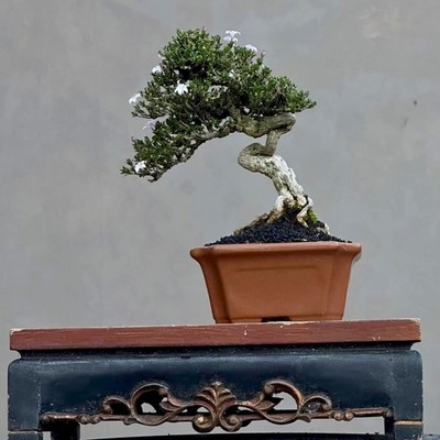 Tropical plant, Serissa foetida / Japonica, super micro, Realpicture