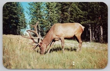 Vintage Elk Grazing on Mountain Meadow Postcard by Sanborn Souvenir Co.