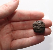 Dinosaur Age META SEQUOIA PINE CONE FOSSIL Cretaceous HELL CREEK GREAT SPECIMEN