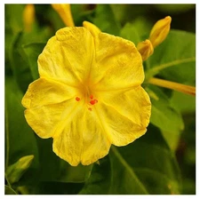 80 Yellow Four O'Clock Seeds - Tender Perennial That Reseeds Easily