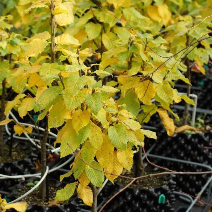 Zwerg-Säulen-Hainbuche 'Columnaris Nana' 40-60 cm Pflanze im 3l Airpot gewachsen - Bild 4 von 4
