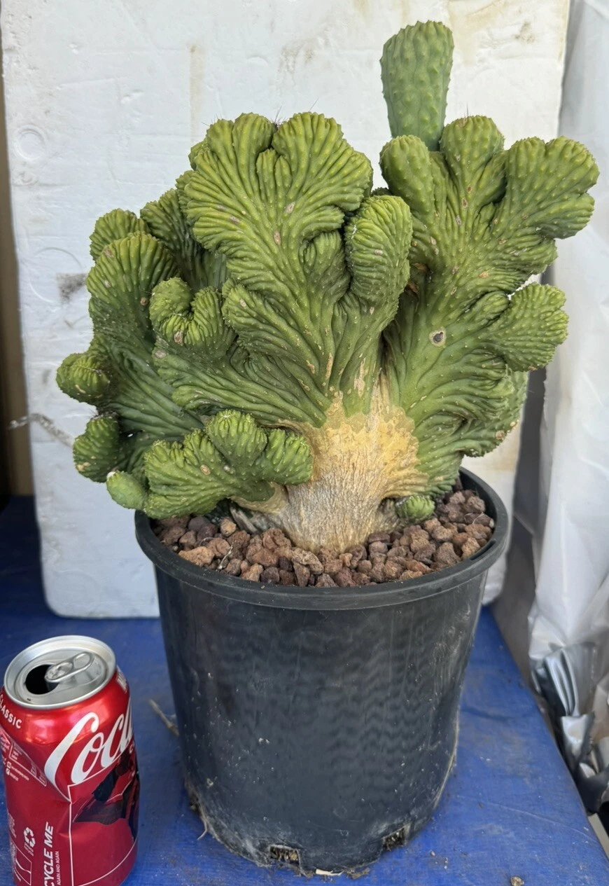 Picture 6 of 8