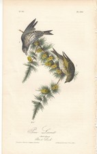 1st Ed. Audubon Birds Of America  Print 1840:  PINE  LINNET. 180