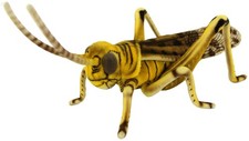 BH8578 HANSA Desert Locust 39