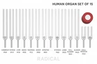 Radical Human Organ 15 Tuning Forks with Activator and Pouch