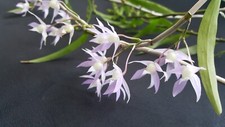 Dendrobium hercoglossum, Species rare orchids plant ,Fragrant