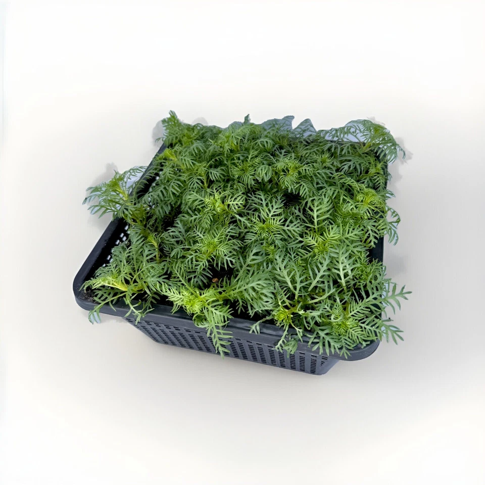 Wasserpflanzen Wolff Hottonia palustris Wasserfeder 4er Set mit Pflanzkorb