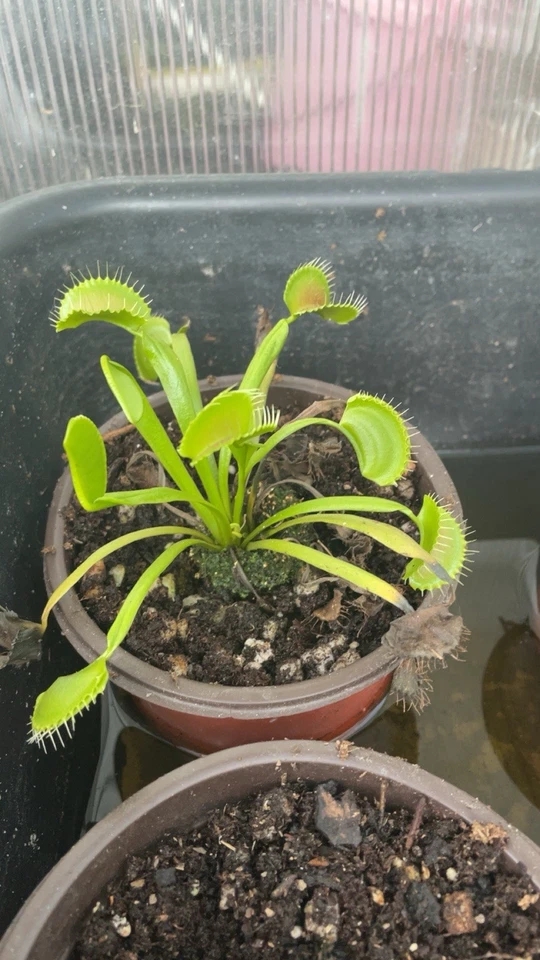 Typical Venus Fly Trap Plant Live Indoor Plant - Image 4 of 4