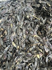 Woad Seeds (2025 Harvest) 100