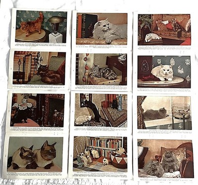 Lot of 24 House Cat Dufaycolor Photographs from 1938 National Geographic