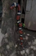 Wooden walking stick hand carved beautiful cobra snake handmade walking cane