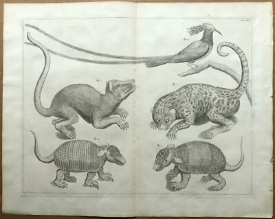 Albertus Seba's Cabinet of Curiosities -  Locupletissimi, etc.- Tabula XXX
