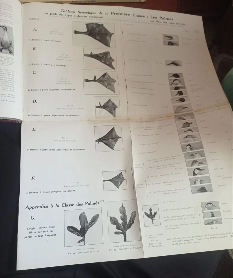 Notre sauvagine et sa chasse Docteur R.Bommier - Imagen 4 de 4