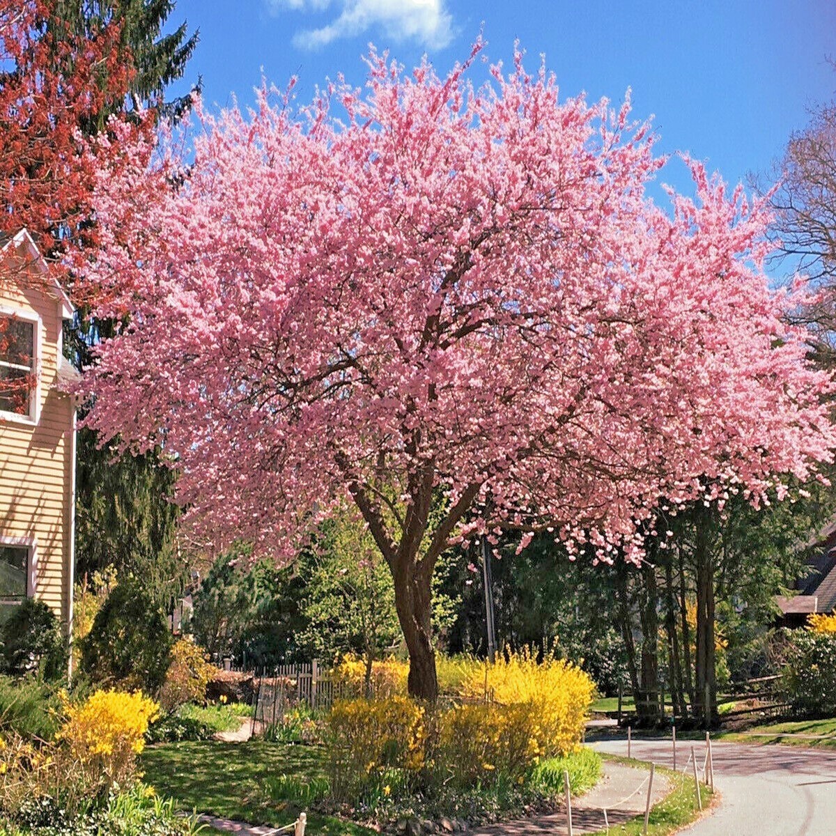 チェリーページ 5 JAPANESE SAKURA CHERRY BLOSSOM TREE SEEDS (Prunus