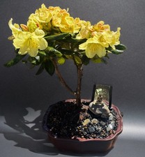 RHODODENDRON BONSAI TREE- FREE SHIPPING