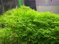 Mini Pellia / Coral Moss | BARCK Aquatics | Grown low tech in shrimp tank 3”x3”