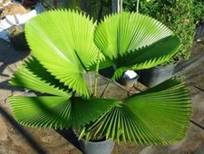 Ruffled Fan Palm - LICUALA GRANDIS - 5 x Fresh