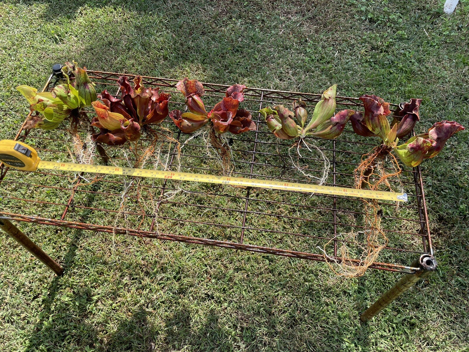 SARRACENIA PURPUREA VENOSA “OLD DOCK, NC”. FALL DIVISION SALE LARGE