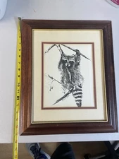 Raccoon Hanging Out Pen Drawing GrandMa Core  17”x14” Wood Frame Glass Covered 