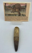 Spinosaurus Teeth Dinosaur F0SSIL Before T Rex Cretaceous K508