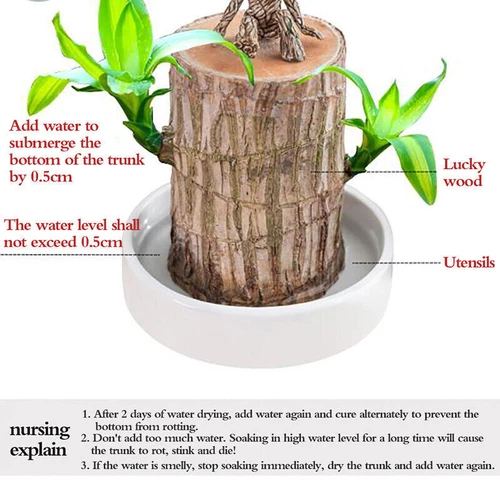 Groot Green Plant Brazilian Wood Water Raise Lucky Wood Potted Small Tree Peo UK - Picture 5 of 19