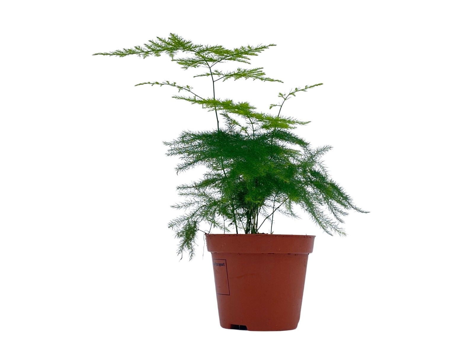 Asparagus Fern Baby Plant Asparagus Setaceus Terrarium Plant Houseplant