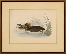 John Gould (1804-81 Britain,Australia) Original Lithograph Print Eared Grebe 