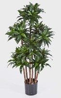 Artplants KüNstliche Dracaena Fragrans Compact, 120Cm
