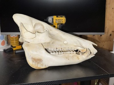 Wild Hog Skull Complete