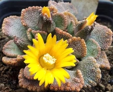 TITANOPSIS FULLERI rare living stones mesembs succulent ice plant seed 15 SEEDS