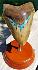 Megalodon Shark Tooth Pyrite Turquoise Inlayed Polished Nice Serrations w/Stand