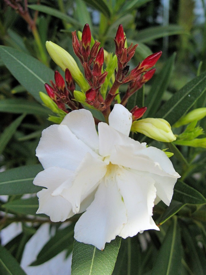 Weißer Oleander – Nerium Oleander | 80–100 Cm | Immergrün | Im