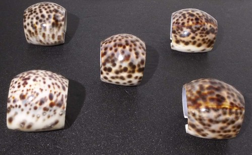 Juego de 5 servilleteros con caparazón de leopardo tortuga costero náutico natural - Imagen 4 de 8