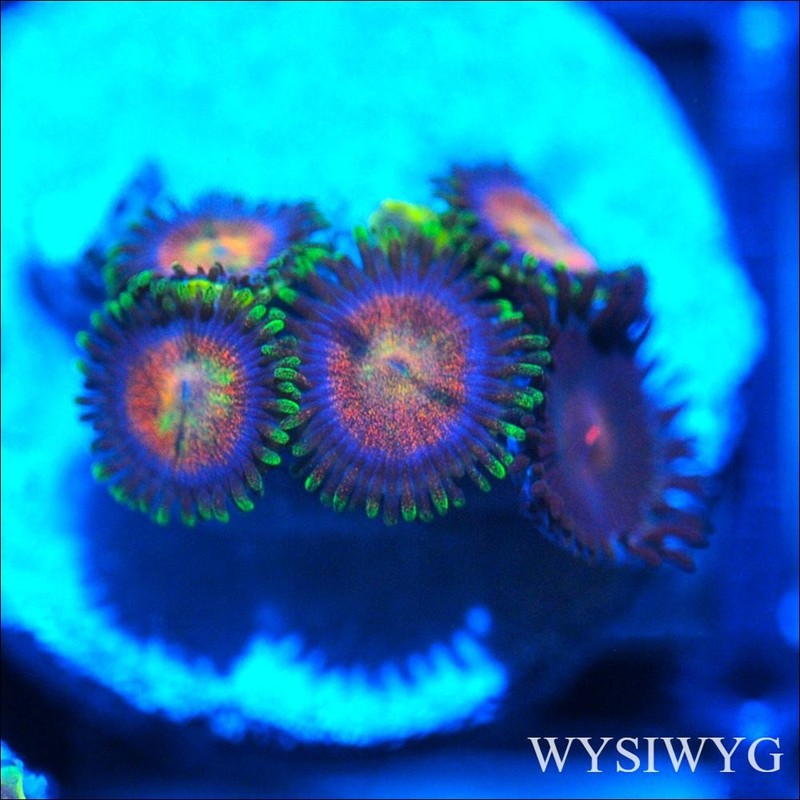 Corals of Eden ~ WYSIWYG Live Coral Frag ~ Ultra Zoa - Soft Coral