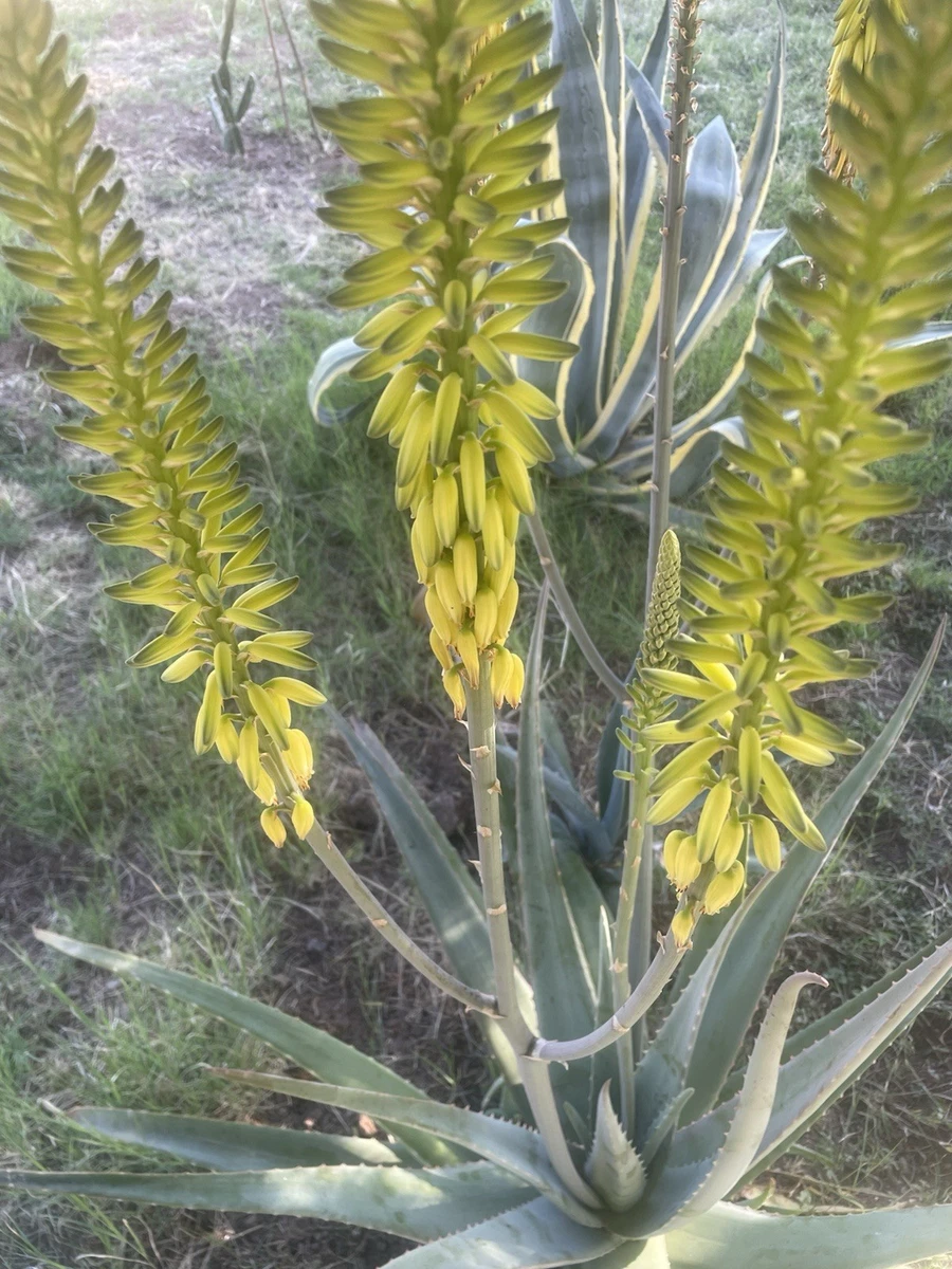 Aloe Vera Aloe Cactis&Succulents for sale | eBay