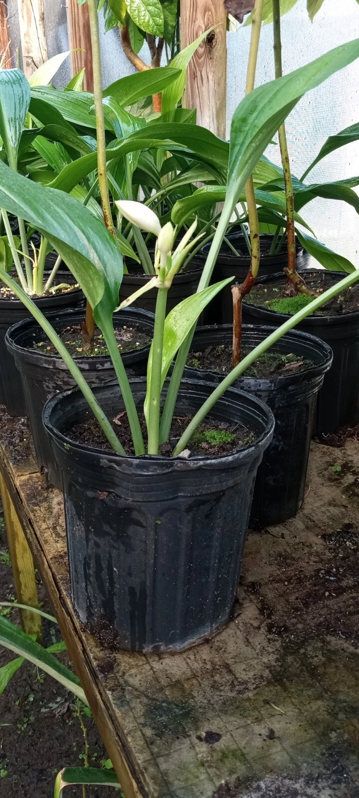 Amazon Lilly Plant in 1 gallon pot
Opens in a new window or tab