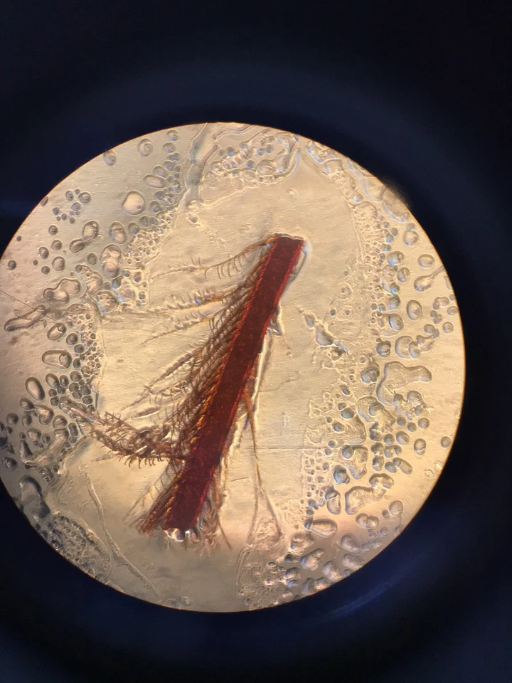 Microscopio de contraste de fase invertida Leica DM IL con 3 objetivos DMIL 090-135,001 Foto 4 de 4