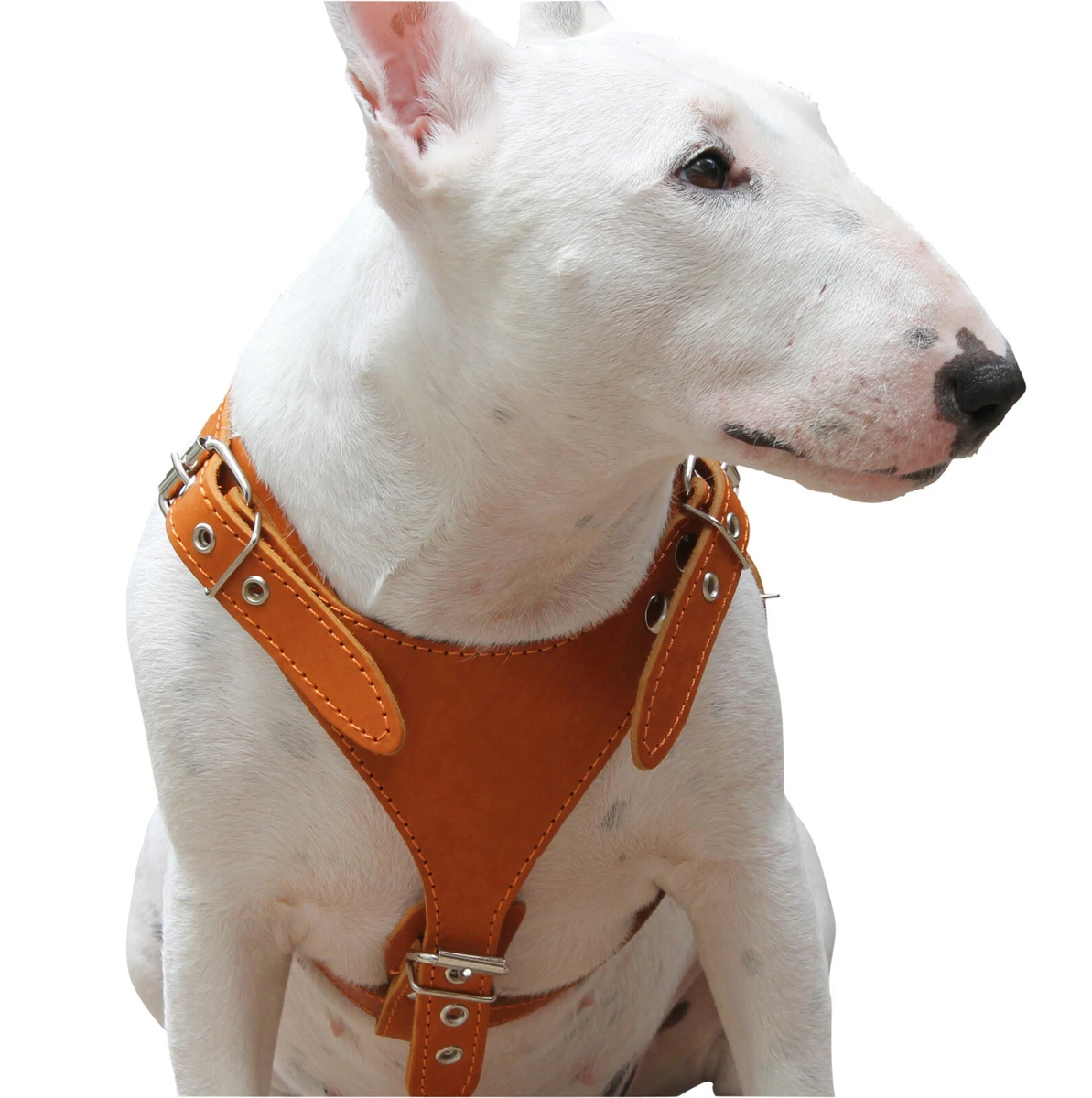 Bull clearance terrier harness