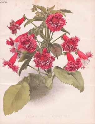 Tydaea Vaca de Castro flower Kohleria Botanik Blume botany Robinson Litho