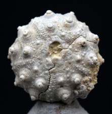 URCHIN Fossil Shell Mineral Echinoid Echinoderm JURASSIC Specimen FRANCE