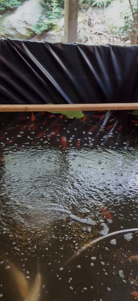 Large Goldfish 8-12 Inch | eBay
