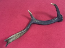 FALLOW DEER ANTLER 238g.   aprox. 37.5cm.