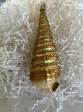 Merck Family’s Old World Christmas #12316 Mitchell’s Wentletrap Shell  5”