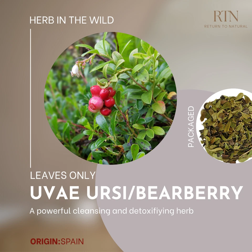 Uva Ursi Herb Tea Mącznica lekarska High A Grade Quality Nature Grown 5G-1kG - Image 3 of 4