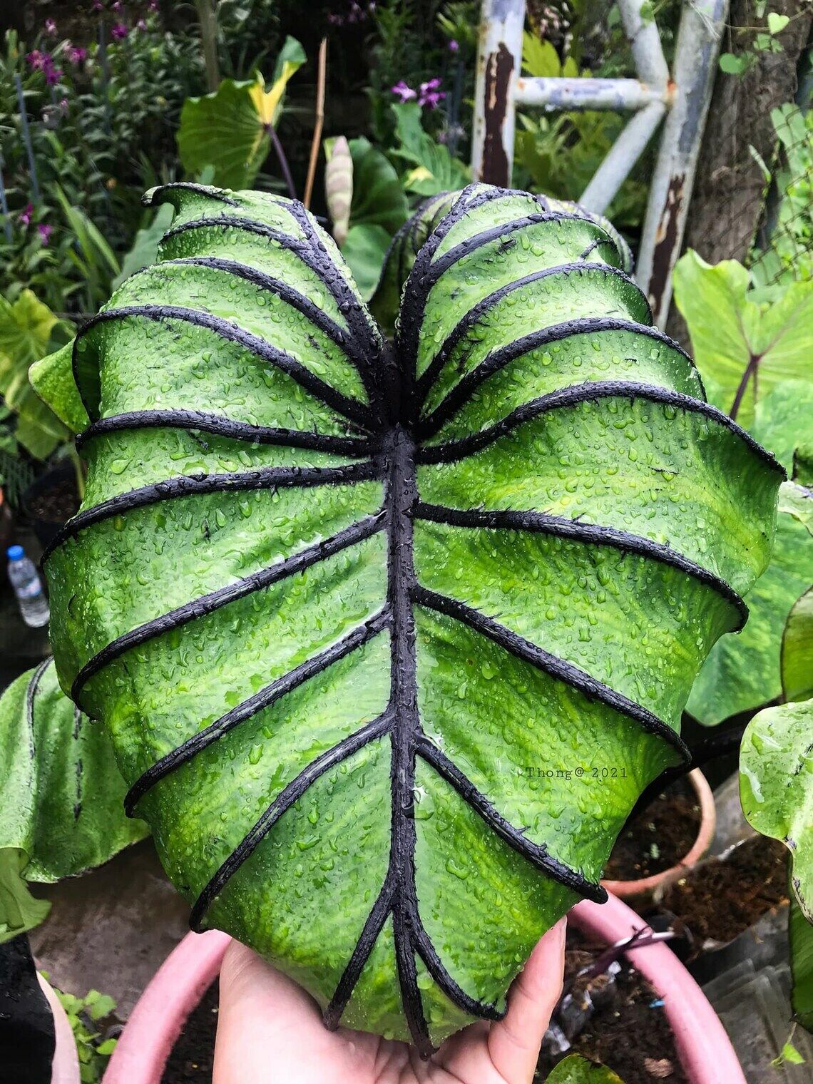 Colocasia Pharaoh's Mask 植物 | endageism.com